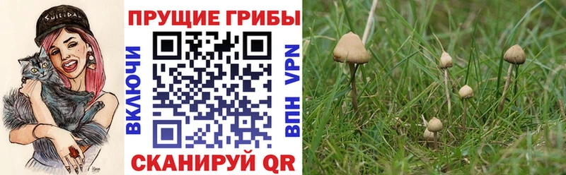 где продают площадка какой сайт Псилоцибиновые грибы GOLDEN TEACHER Можга